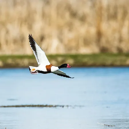 Corallo * Rosolina Mare