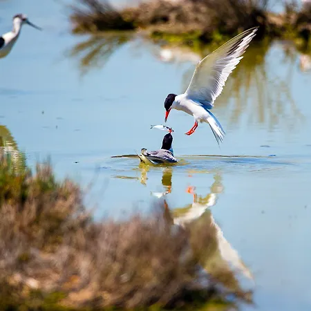 Corallo Rosolina Mare