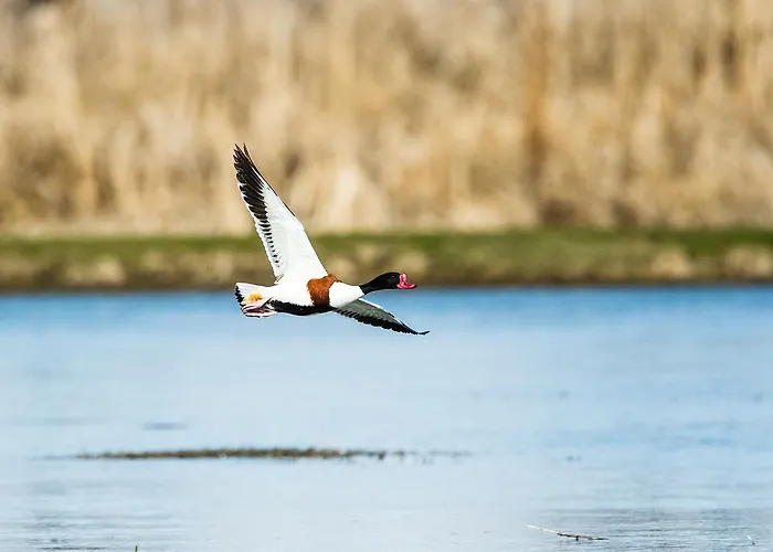 Corallo * Rosolina Mare