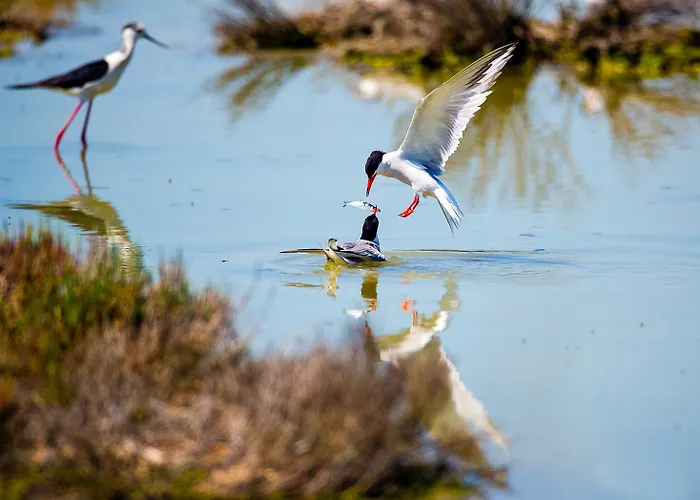 Corallo Rosolina Mare